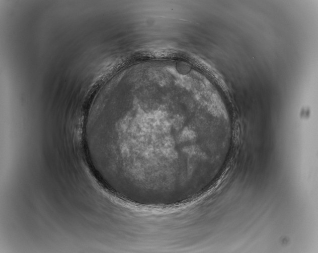 X0000098020018200804181215