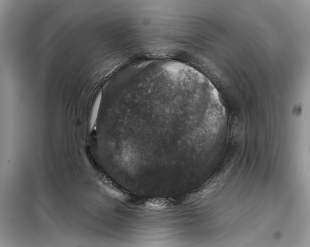 X0000098020076200804181214