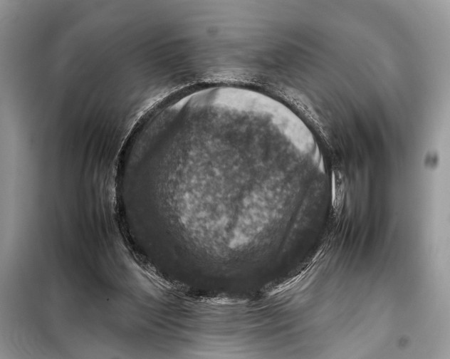 X0000098020204200804181211