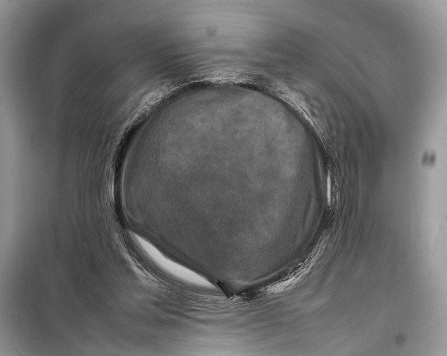 X0000098020205200804181211