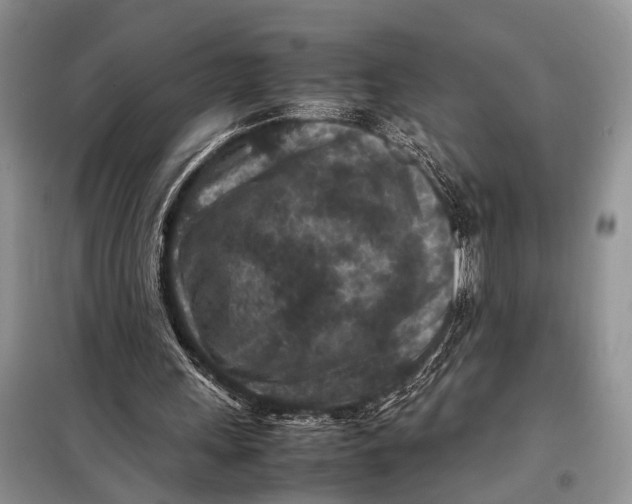X0000098020243200804181209
