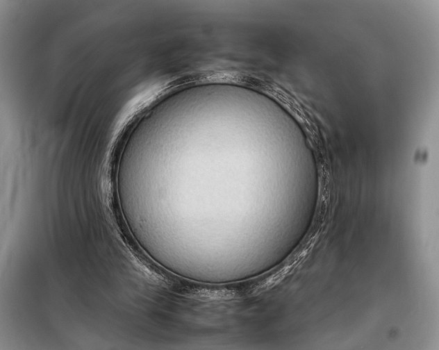 X0000098020245200804181210