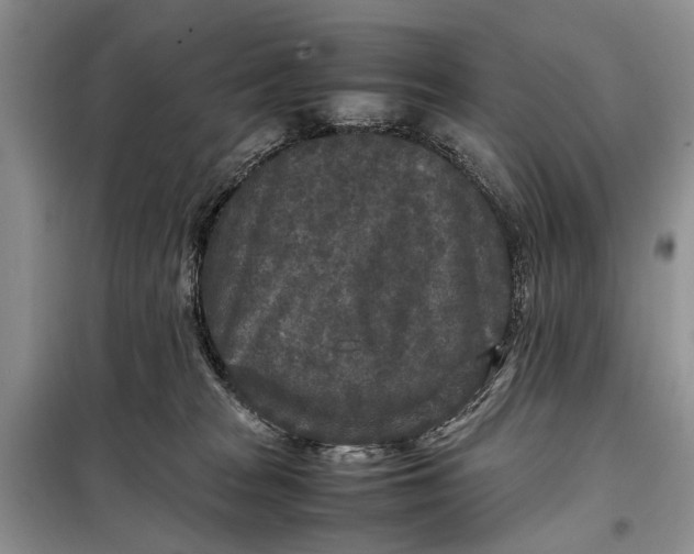 X0000098020277200804181210
