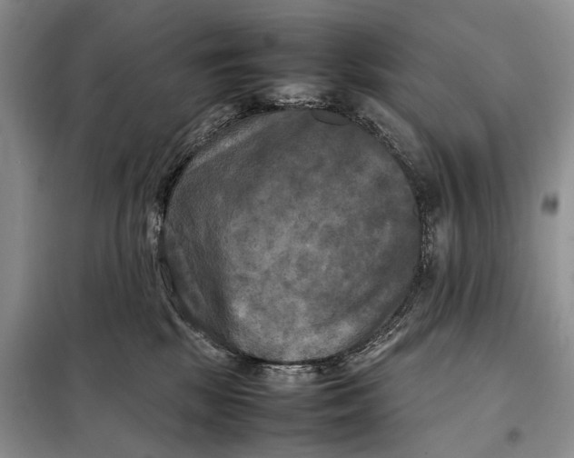 X0000098020281200804181210