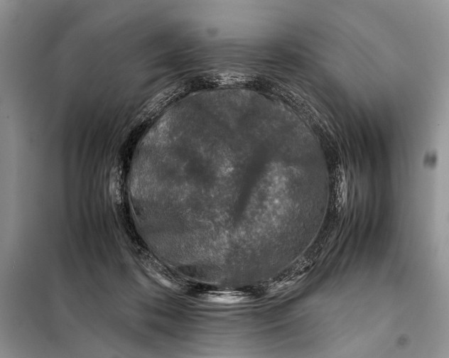 X0000098020316200804181209