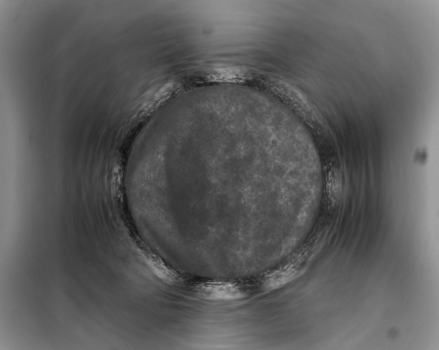 X0000098020322200804181209
