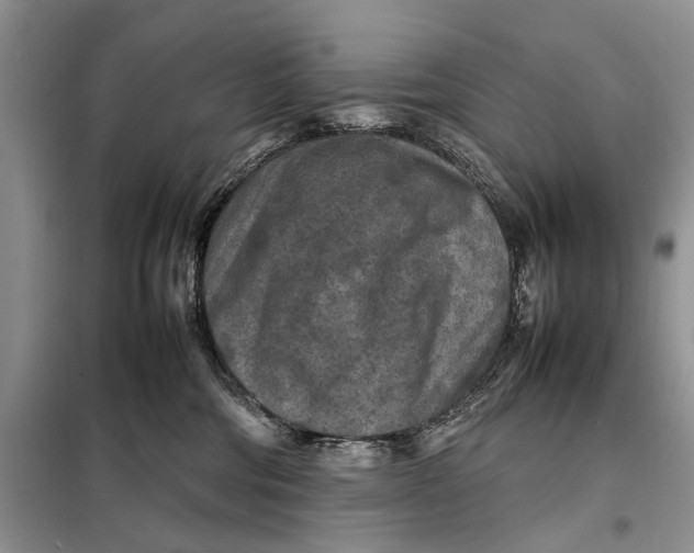 X0000098020330200804181209