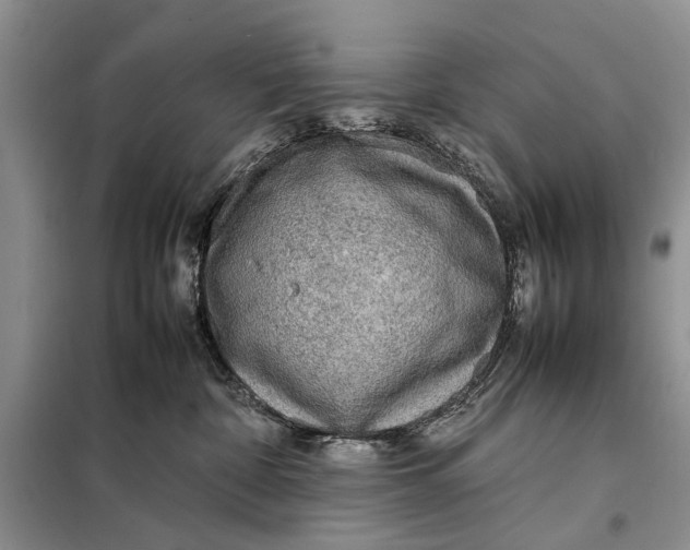 X0000098020332200804181209
