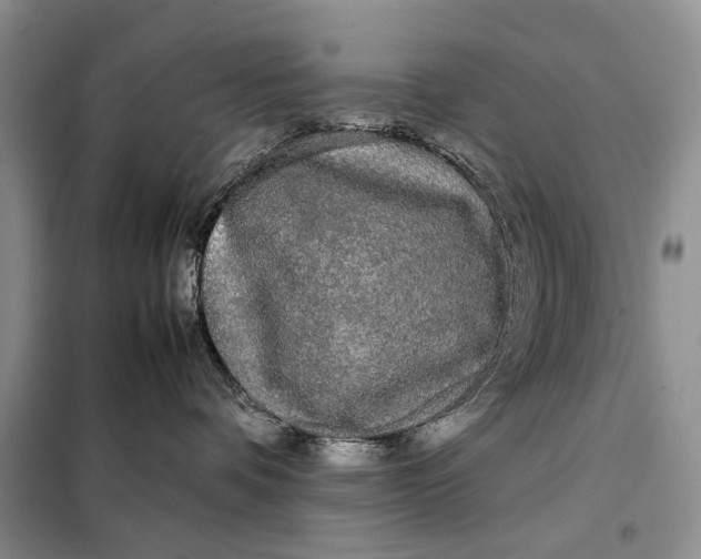X0000098020336200804181209