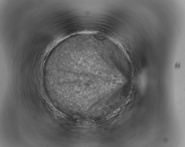 X0000098020337200804181208