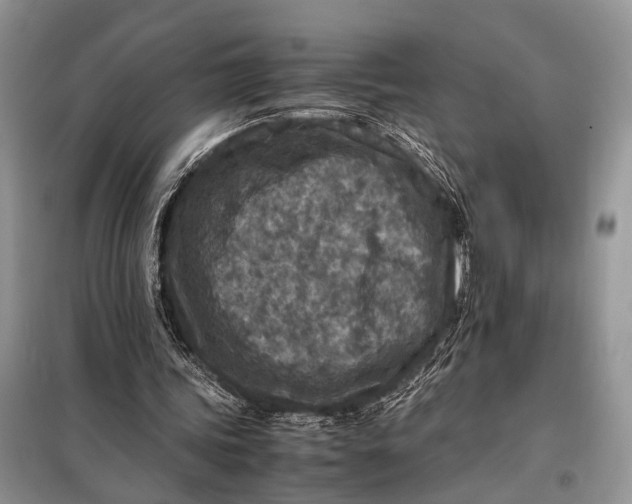 X0000098020339200804181208