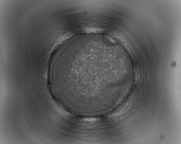 X0000098020357200804181208