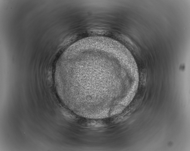 X0000098020377200804181209
