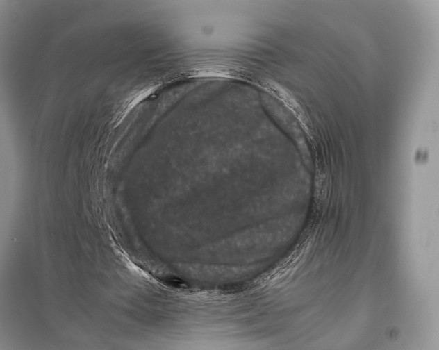 X0000098020385200804181208