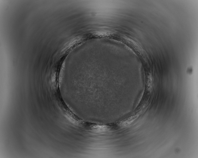 X0000098020428200804181207