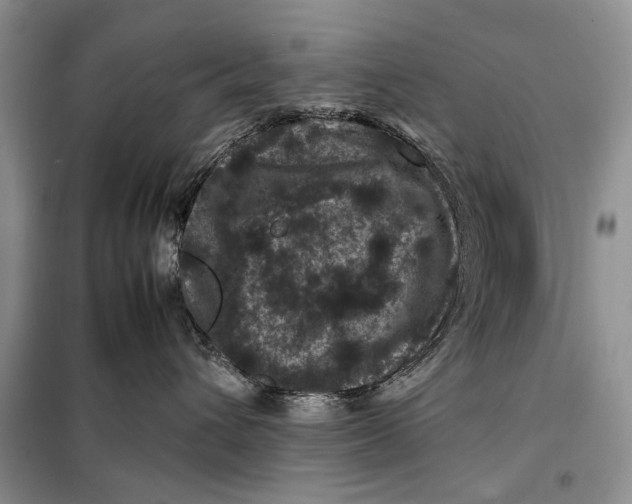 X0000098020432200804181207