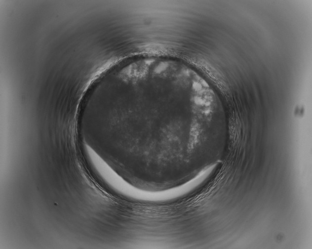 X0000098020488200804181206