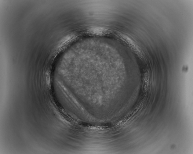X0000098020500200804181206
