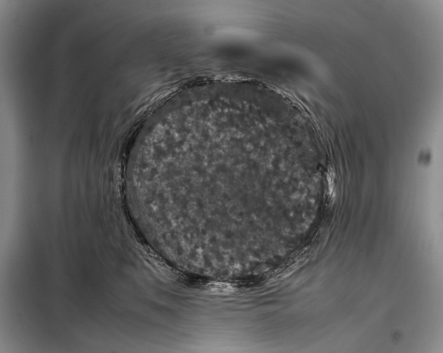 X0000098020519200804181206