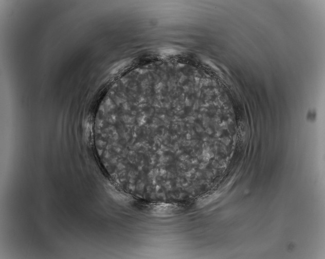 X0000098020527200804181205