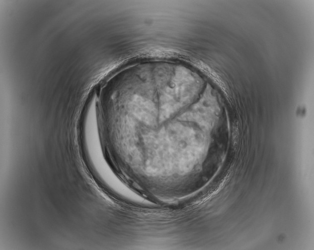 X0000098020581200804181205