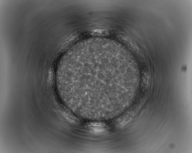 X0000098020659200804181203