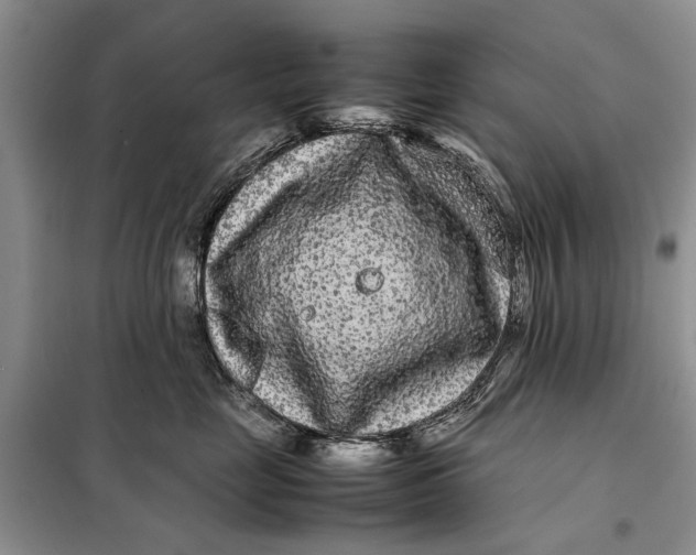 X0000098020669200804181204
