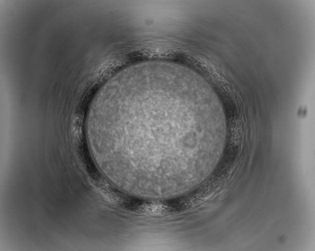 X0000098020695200804181203
