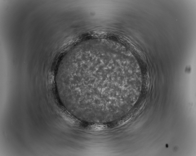 X0000098020711200804181202