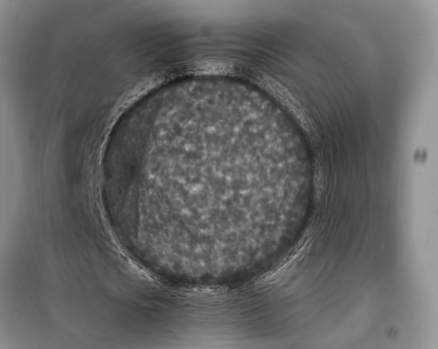 X0000098020721200804181202