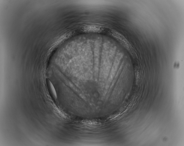 X0000098020729200804181202