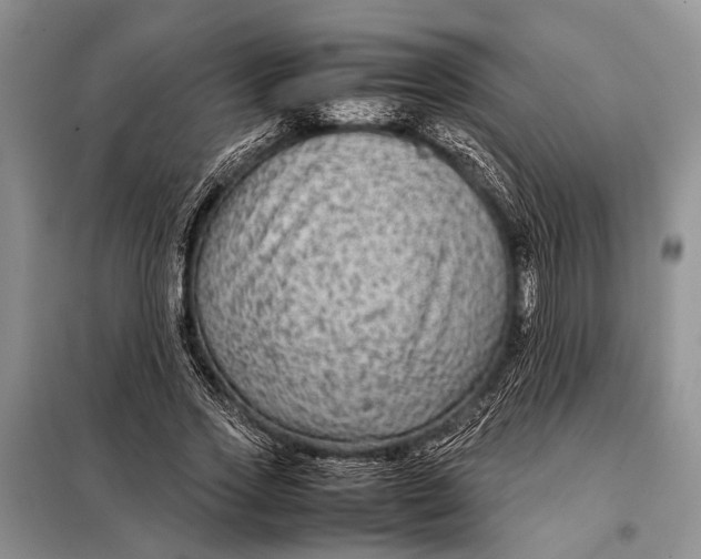 X0000098020733200804181202