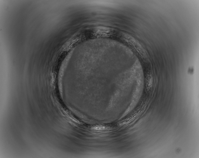 X0000098020759200804181202