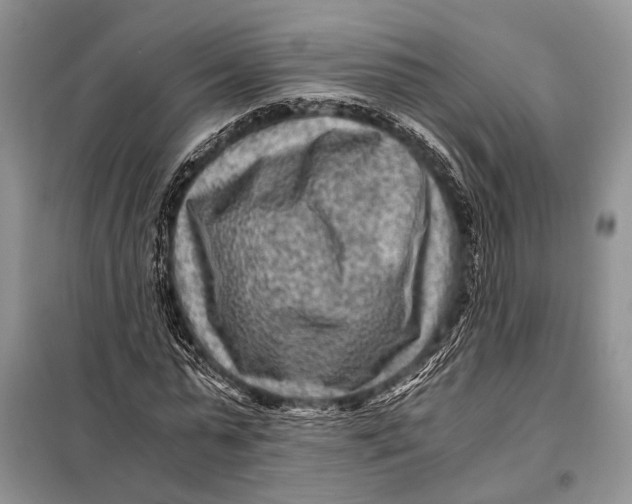 X0000098020775200804181201