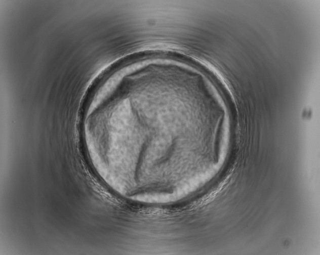 X0000098020783200804181201