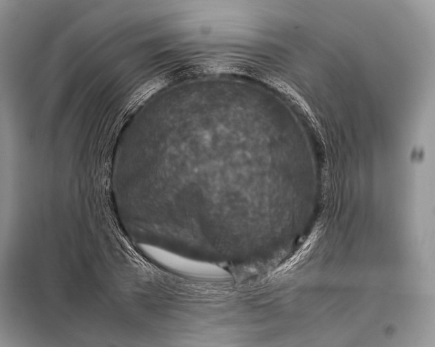 X0000098020785200804181201