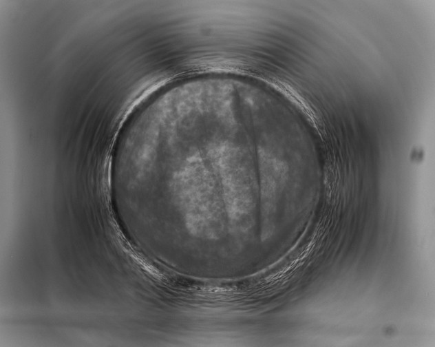 X0000098020790200804181201