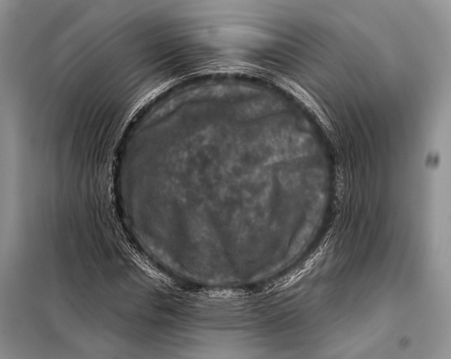 X0000098020826200804181200