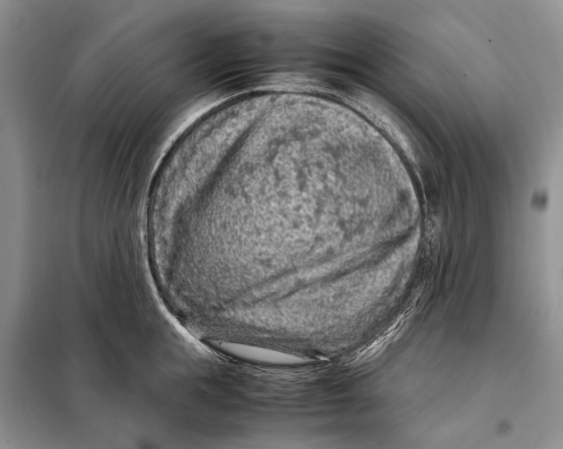 X0000098020855200804181200