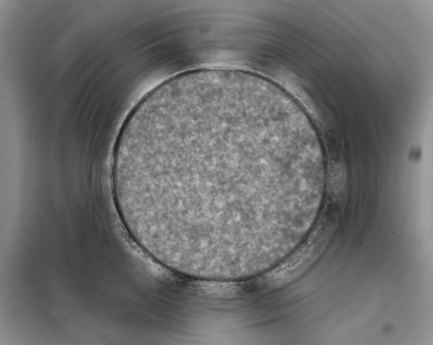 X0000098020856200804181200
