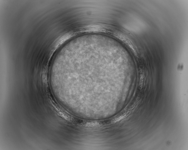 X0000098020882200804181159