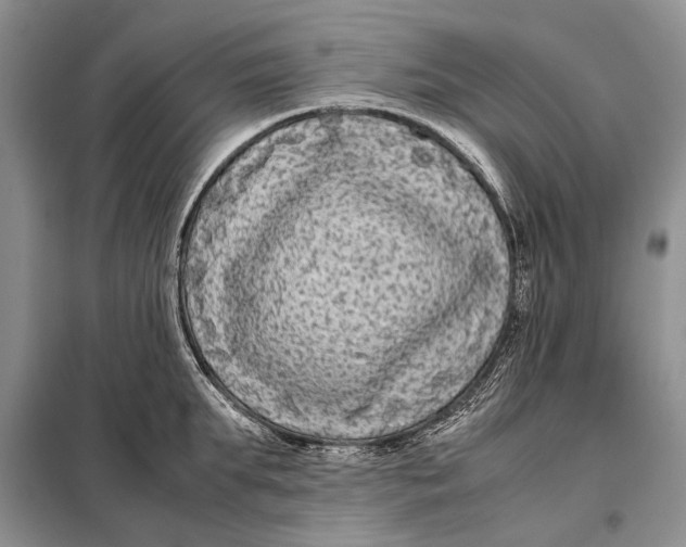 X0000098020903200804181159
