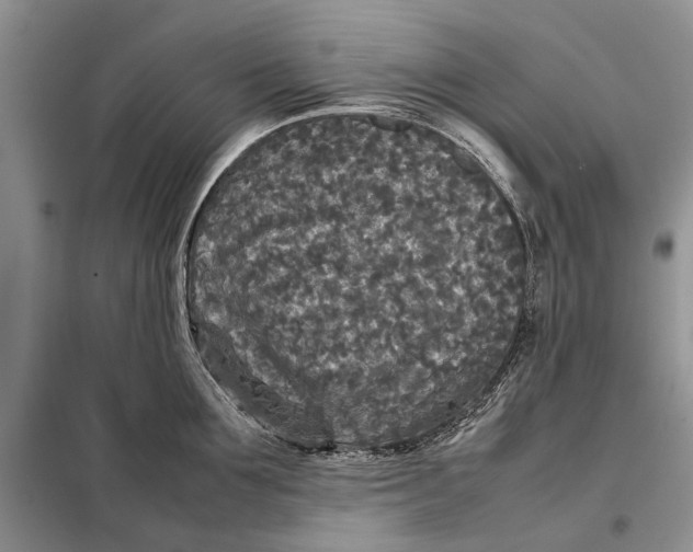 X0000098020907200804181159