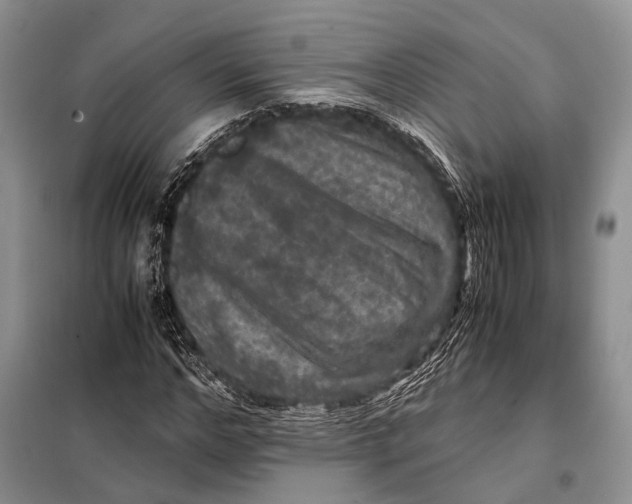 X0000098020968200804181158