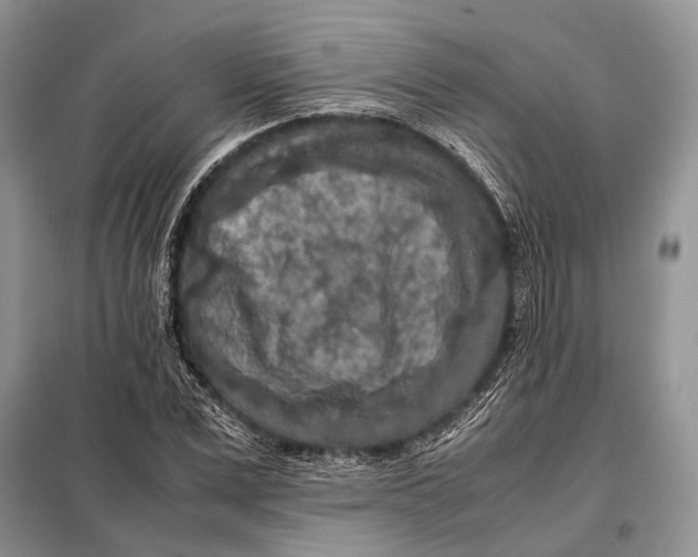 X0000098020975200804181158