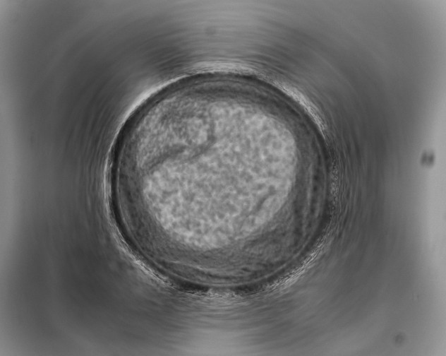 X0000098020983200804181158