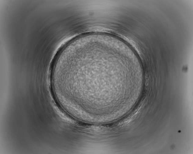 X0000098020987200804181157