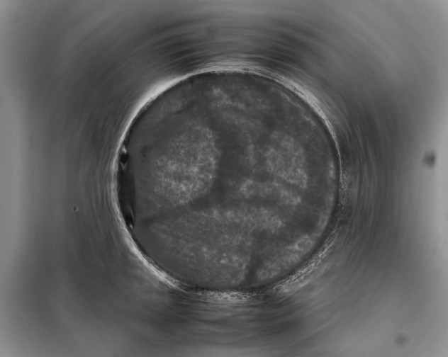 X0000098021045200804181157