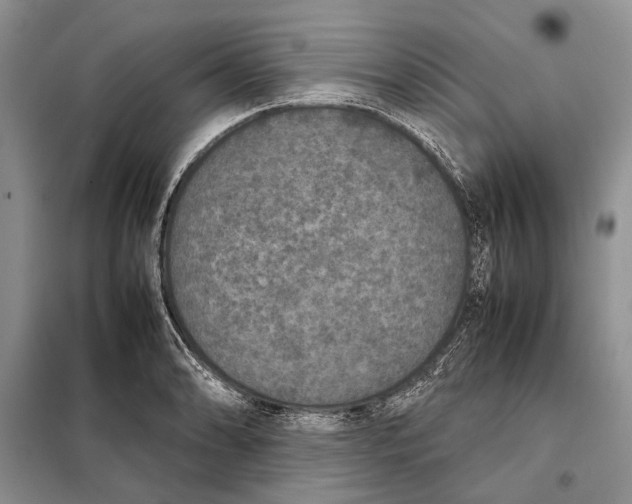 X0000098021086200804181156