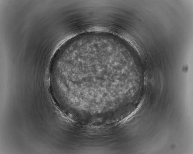 X0000098021117200804181155